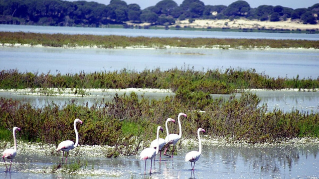 Preparque de Doñana